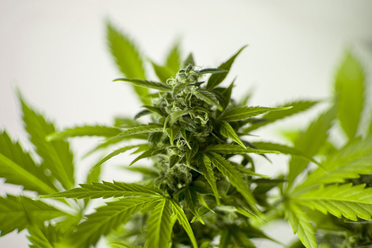 示骊茹 第8页